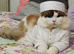 Beautiful Ragdoll Kitten Available
