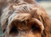 Cockapoo miniature