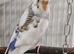Budgies 6 months, 18 months, 24 months