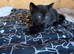 Beautiful kittens ready now
