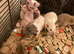 Rats for sale hull