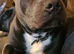 Staffy looking for his forever home. Still available (28th may)