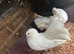 a pair of English fantail