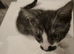 Adorable ginger and a grey and white half british shorthair.