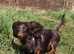 Kc registered Chocolate and tan Long haired miniature dachshund stud dog