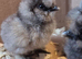 Beautiful bearded silkies 15/06/2026. Unsexed
