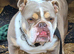 Tri coloured bulldog