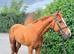 Super smart RoR Tb gelding