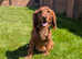 Welcome to "Copper" our red working cocker spaniel stud at stud