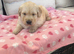 Kc reg ready to leave golden retriever