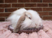 Mini lops ready