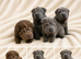 Top quality sharpei puppies kc registered