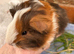 Guinea Pig -Baby Boy
