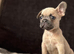 French bulldog puppies ready to go there forever homes