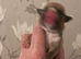 Chunky staffie pups