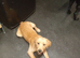 Fox red /yellow full lab pup