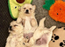 Longhaired chihuahua puppies