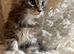 Lovely Maine coon kittens looking for their new homes