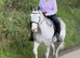 Show cob light weight hunter 15hh .