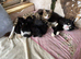 Beautiful kittens almost ready to go