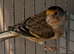 Unsexed Goldfinch mules