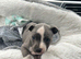 Beautiful blue staffy puppy