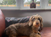 Kennel club registered wire haired miniature dachshund