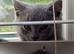 Pure bread British Shorthair kittens and ragdoll kittens