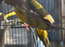 Patagonian Conure