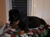 Jackhound terrier pups