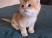 Adorable Scottish kittens
