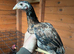 Aseel pullets