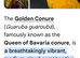 Four queen of bavaria golden conures