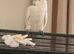 Moluccan cockatoo