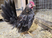 Serama Cockerel growers