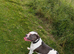 Puppies for sale