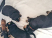 LARGE PURE BRED CHUNKY ROTTWEILER PUPPIES FOR SALE ONLY 2 FEMALES LEFT