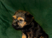 1 kc registered male Border terrier left