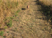 Parson russell terrier Boy 4yrs old