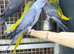 Ring neck parrot