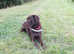 Dark chocolate Labrador Stud dog