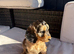 F1 Cockapoo Puppies