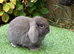 Pure bred mini lops .1 chocolate boy available.