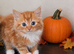 Kittens available now