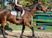 FAMILY HORSE HAPPY HACKER