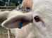 Registered Wiltshire Horn Ram Lambs