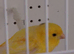 Canaries, goldfinch hen.