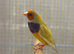 3 breeding pairs and a female