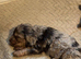 Stunning litter of cockapoo puppies