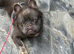 Fluffy French bulldog for stud